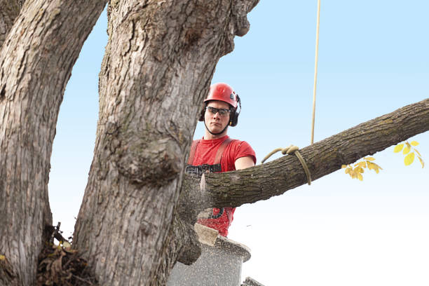 Tree and Shrub Care in Oak Point, TX